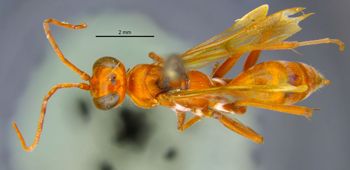 Media type: image;   Entomology 25735 Aspect: habitus dorsal view